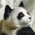 loungepanda